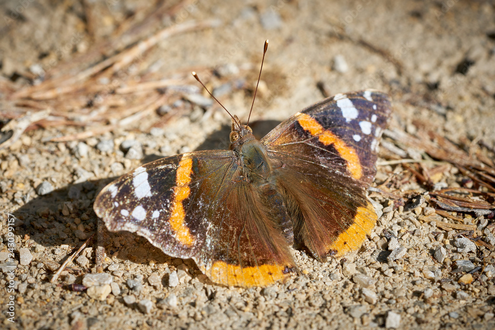 Closeup of red admiral butterfly sitting on ground Closeup of red admiral butterfly sitting on ground