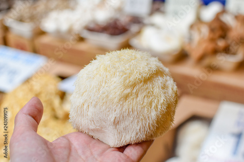 Holding a big white pom pom like Lion's mane mushroom at the market in San Francisco. photo