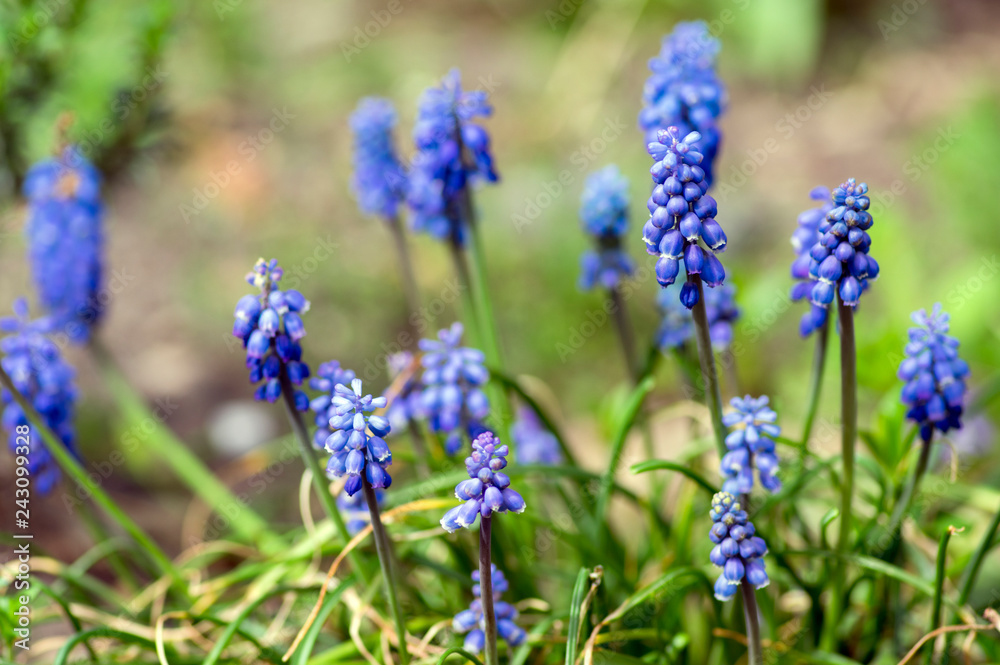Muscari armeniacum ornamental springtime flowers, flowering blue plant in the garden Muscari armeniacum ornamental springtime flowers, flowering blue plant in the garden