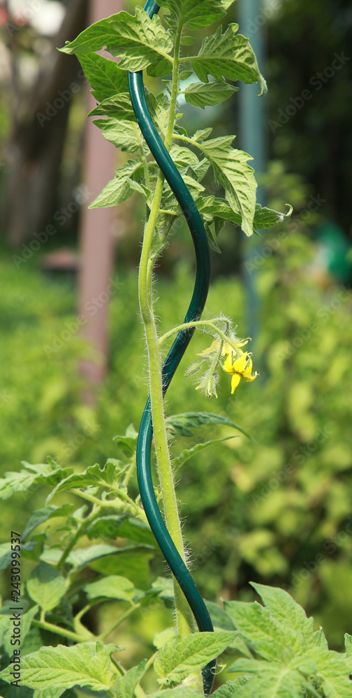 Piquet spirale pour plant de tomate Stock Photo Adobe Stock — free download
