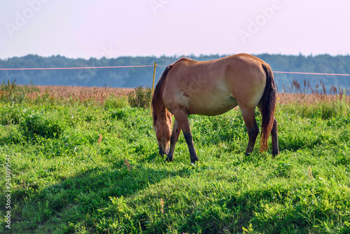 Horses on the field in the summer on a sunny day.