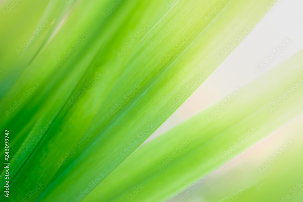 Close up natural green leaf and greenery blurred background in public garden in morning time with sunlight which it use for plant background texture. Ecology landscape can copy space concept. Close up natural green leaf and greenery blurred background in public garden in morning time with sunlight which it use for plant background texture. Ecology landscape can copy space concept.
