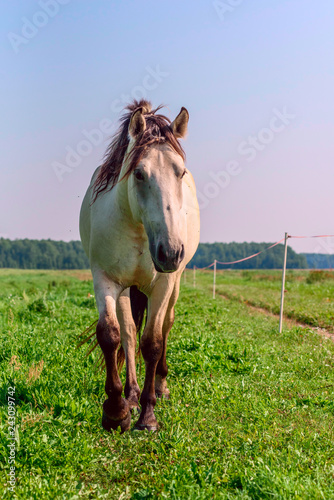Fototapeta Naklejka Na Ścianę i Meble -  Horses on the field in the summer on a sunny day.