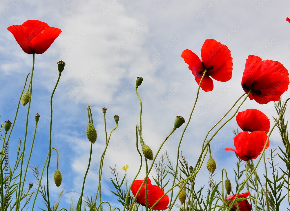 Fototapeta premium field of poppies