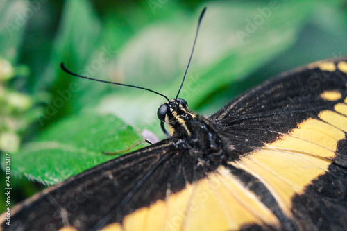Nahaufnahme Edelfalter (Schmetterling) © Steffen