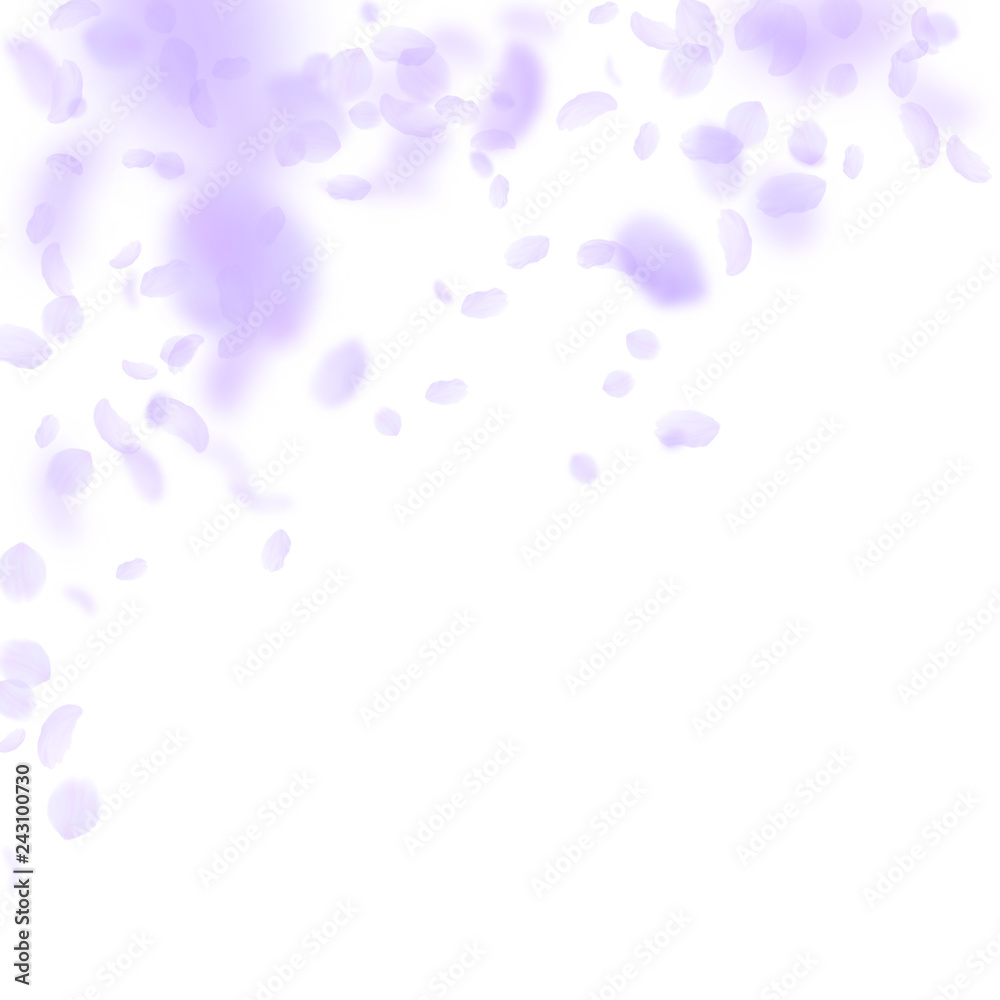 Violet flower petals falling down. Trending romant Violet flower petals falling down. Trending romant