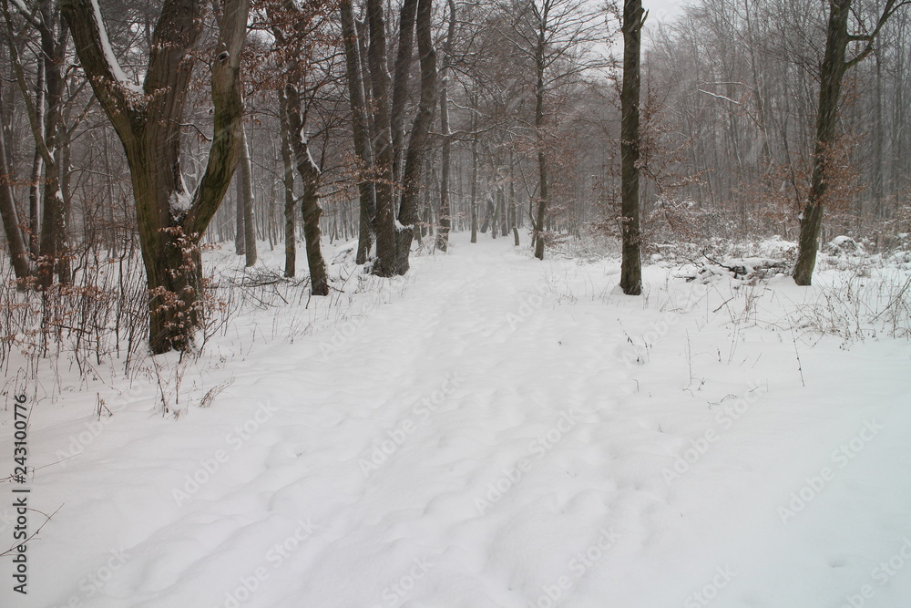 Forest pathway to Lesanka hut on Kačín, Bratislava, Slovakia