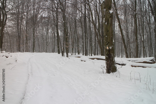 Forest pathway to Lesanka hut on Kačín, Bratislava, Slovakia © dalajlama