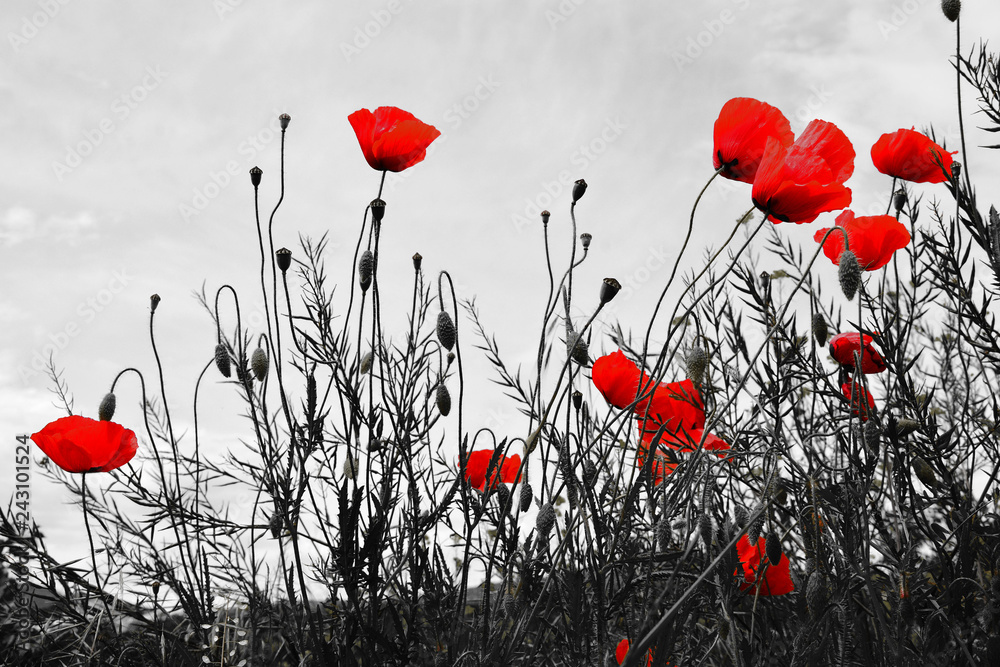 poppy field of red poppies - obrazy, fototapety, plakaty 