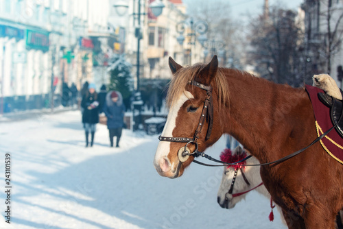 Brown horse on the street in winter