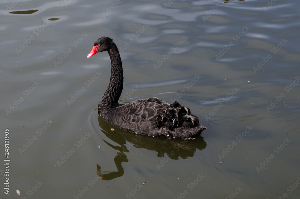 Obraz premium Black swan swimming alone in the lake at Sydney Centennial Park.