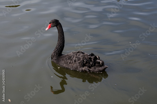 Fototapeta Naklejka Na Ścianę i Meble -  Black swan swimming alone in the lake at Sydney Centennial Park.