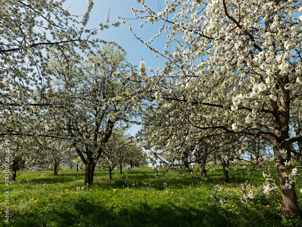 Obereggenen in Schwarzwald. Zwischen Kirschblüte und kirschbäume durch das Eggenertal im Markgräflerland