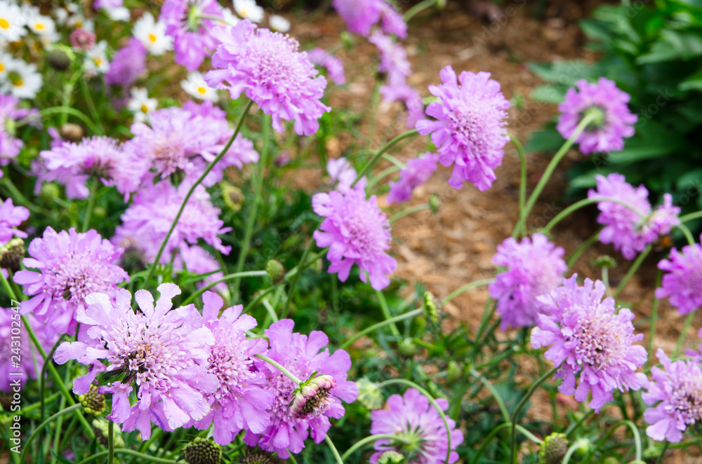 Scabiosa 'Butterfly Blue' flowers at Sydney Centennial Park. Scabiosa 'Butterfly Blue' flowers at Sydney Centennial Park.