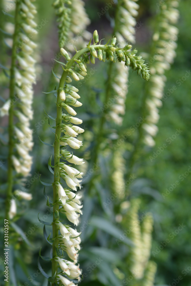Straw foxglove Straw foxglove