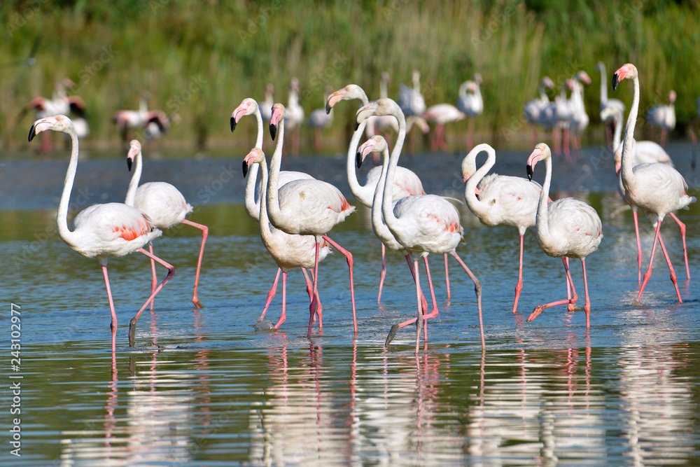 Naklejka premium Grupa flamingów (Phoenicopterus ruber) w wodzie w Camargue to naturalny region położony na południe od Arles we Francji
