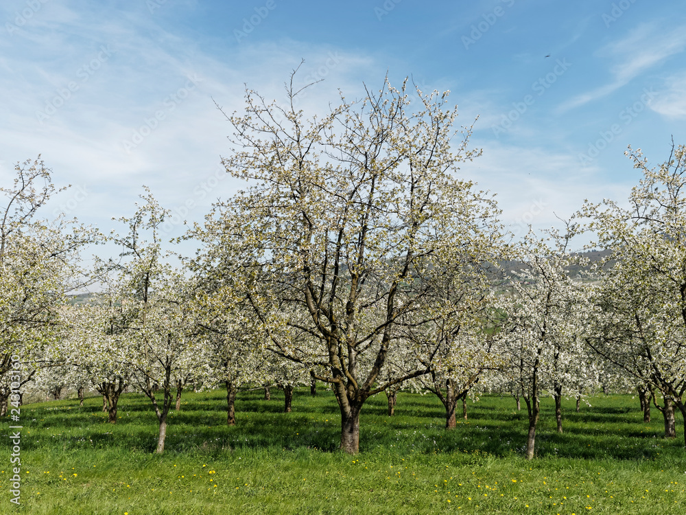 Schwarzwald. Obereggenen. Zwischen Kirschblüte und kirschbäume durch das Eggenertal im Markgräflerland Schwarzwald. Obereggenen. Zwischen Kirschblüte und kirschbäume durch das Eggenertal im Markgräflerland