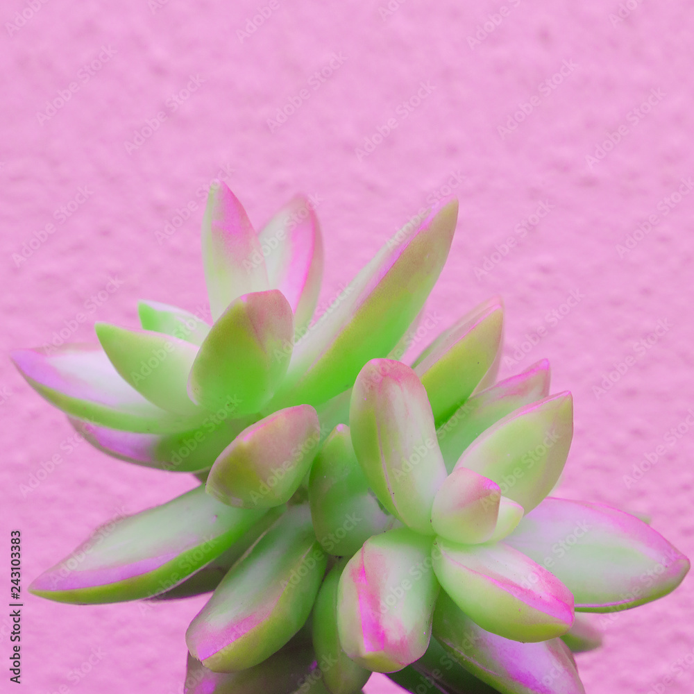 Plants on pink fashion concept art. Aloe cactus green on pink wall. Colours design trend