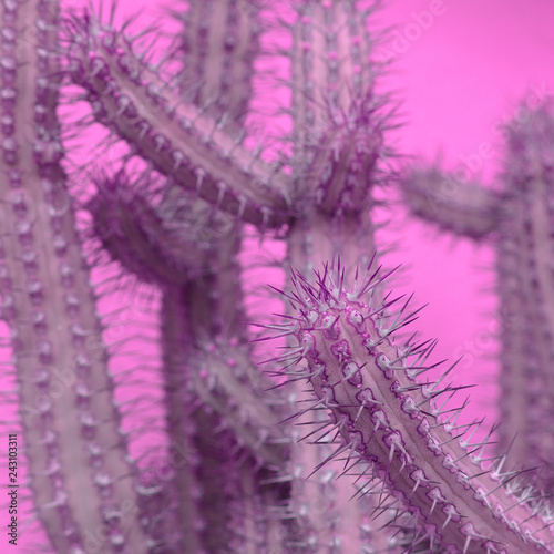 Cactus on pink background. Plants on pink fashion creative concept