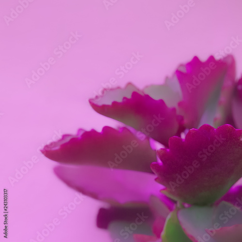 Cactus aloe on pink background. Plants on pink fashion creative concept photo