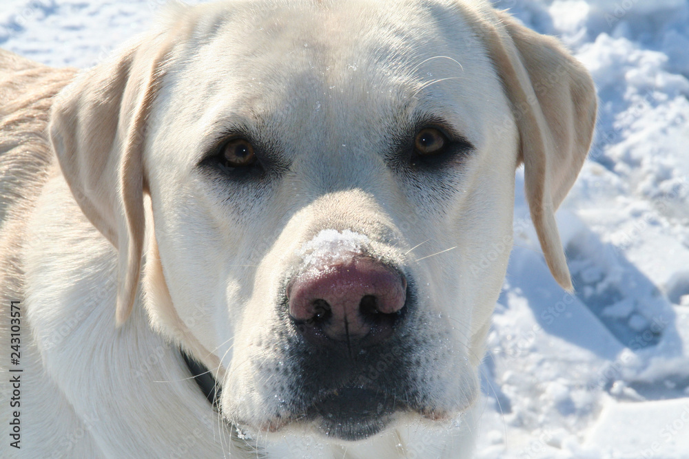 Portrait eines hellen Labrador im Schnee