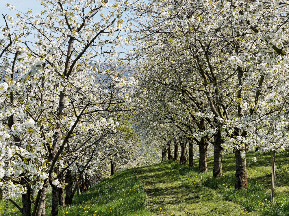 Kirschblüte und kirschbäume durch das Eggenertal im Markgräflerland