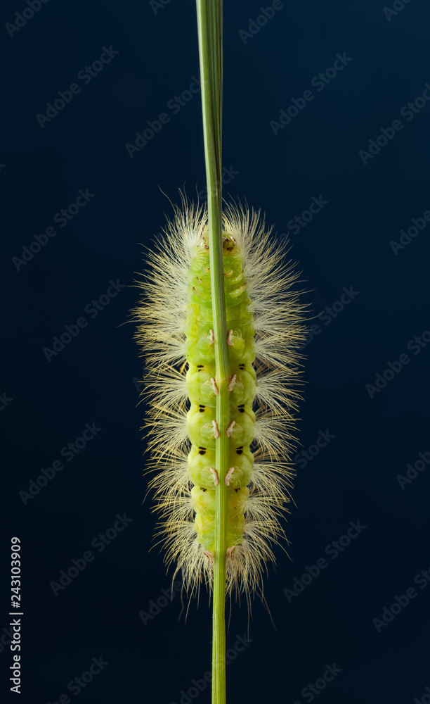 Underside view of hairy yellow caterpillar on grass Underside view of hairy yellow caterpillar on grass