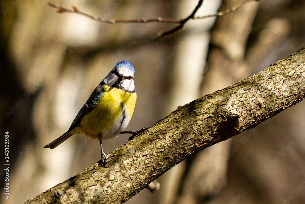 Fototapeta premium Blaumeise
