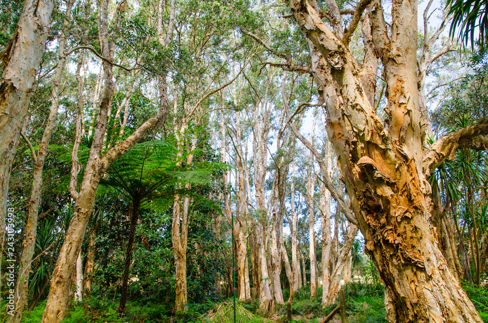 Beautiful forest trees at Sydney Centennial Park. Beautiful forest trees at Sydney Centennial Park.