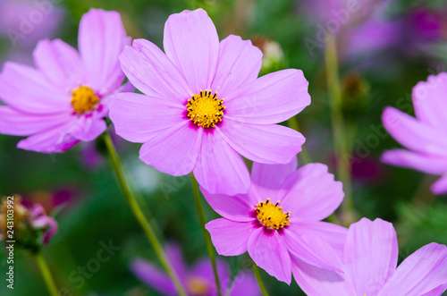 Beautiful flower background