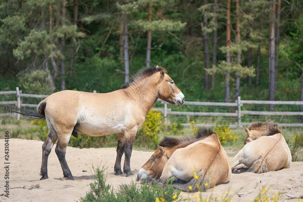 Przewalski's horses rest on a sand on a sunny day
