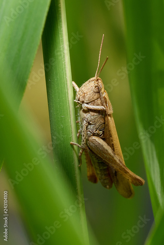 Small grasshopper sitting in grass        
