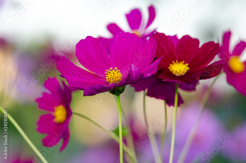 Beautiful flower background