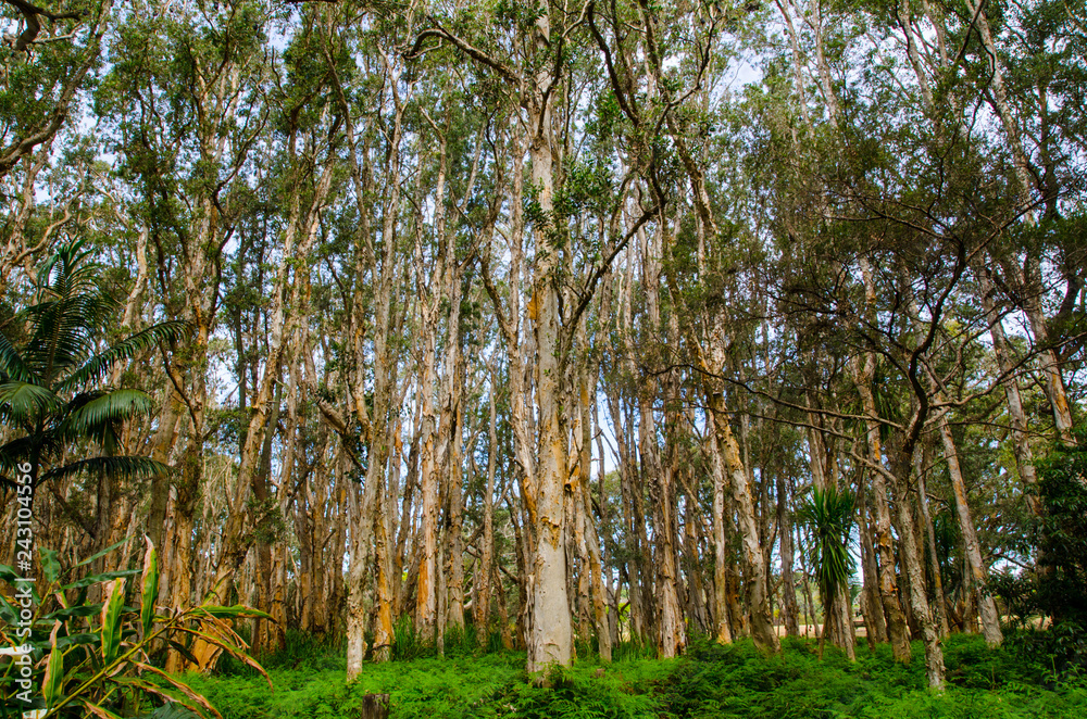 Fototapeta premium Beautiful forest trees at Sydney Centennial Park.
