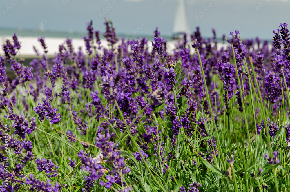 Naklejka premium Beautiful lavender background