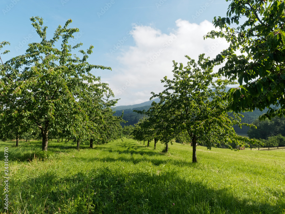 Der Ortsteil Obereggenen Zwischen kirschbäume durch das Eggenertal im Markgräflerland Der Ortsteil Obereggenen Zwischen kirschbäume durch das Eggenertal im Markgräflerland