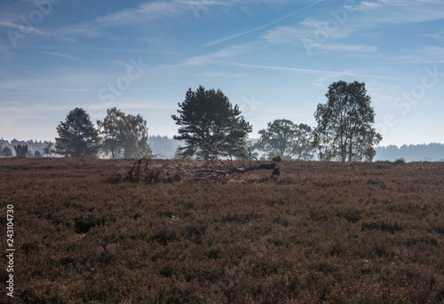 Landscape of Lueneburg Heath in sunlight  Germany