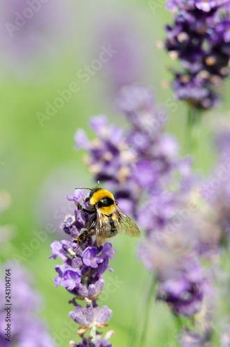 Beautiful lavender background © klagyivik