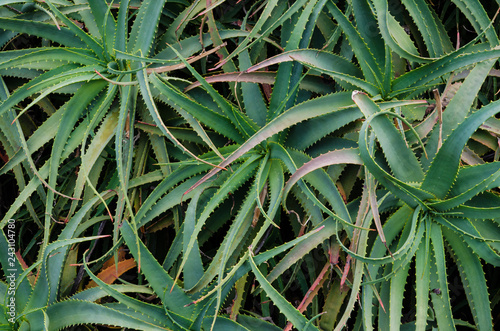 Green bunch of Aloe arborescens in Close-up at a botanical garden. photo
