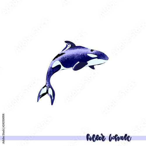 Vector illustration of  killer whale.