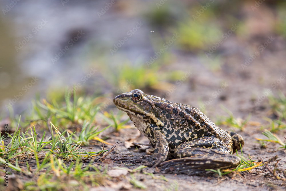 Frog on a ground. Background with copy space. Frog on a ground. Background with copy space.