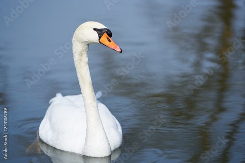 Wild white swan smimming alone on lake with beautiful tree reflections on water