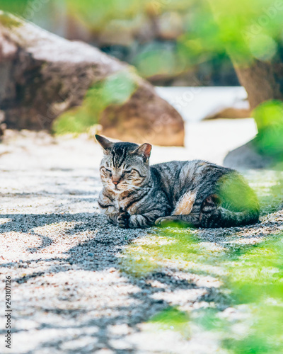cat in the garden