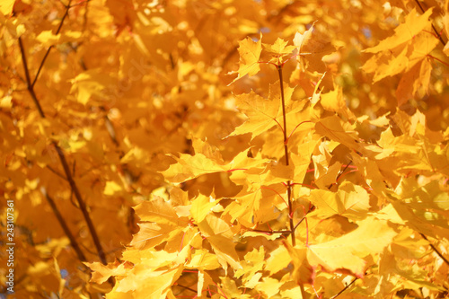 Golden autumn concept. Yellow leaves on a tree. Close up.