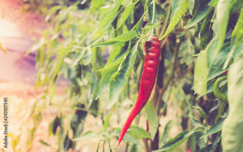 chili on the tree in the garden