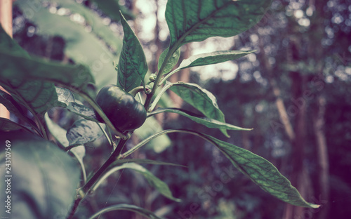 green pepper in the garden
