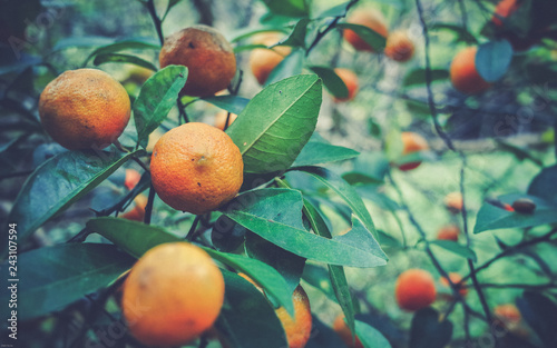 orange on the tree