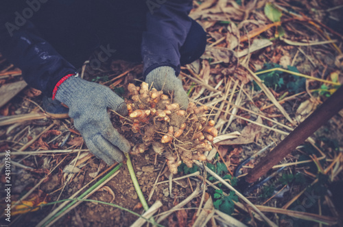 turmeric in the farm