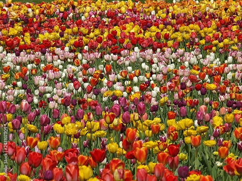 Foto Colorful tulip field at easter time