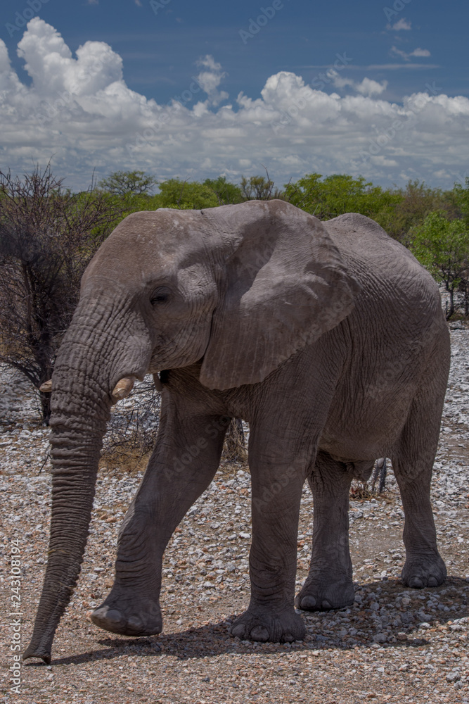 Fototapeta premium アフリカゾウ（ナミビア・エトーシャ国立公園）